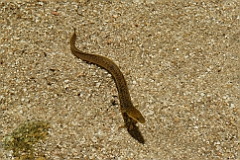 2006-10 Cairns (JCH 6)